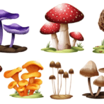 Smoke Shrooms: Mushrooms' images with white background
