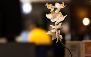 White flower