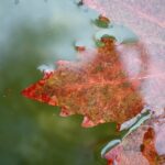 Close-up of autumn leaf on water