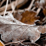 Fallen oak leaf lies in the dry grass covered with frost