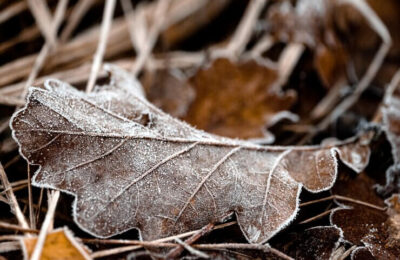 Fallen oak leaf lies in the dry grass covered with frost