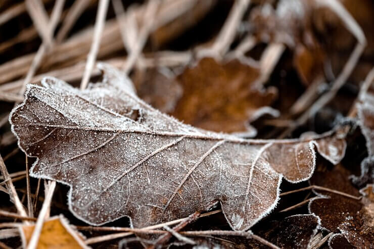 Fallen oak leaf lies in the dry grass covered with frost