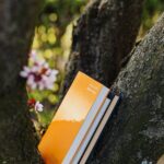 Books placed between branches of blossoming tree