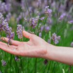 Sunset over a summer lavender field . Grls hand touching the flo