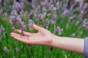 Sunset over a summer lavender field . Grls hand touching the flo
