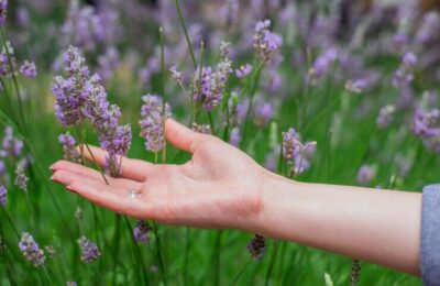 Sunset over a summer lavender field . Grls hand touching the flo