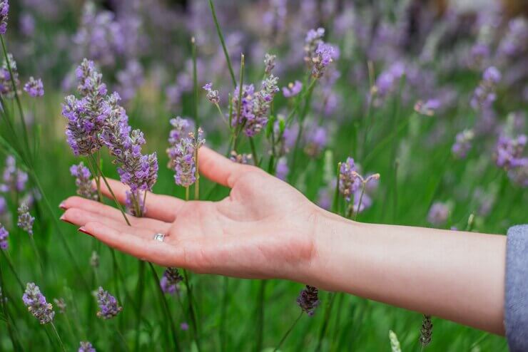 Sunset over a summer lavender field . Grls hand touching the flo