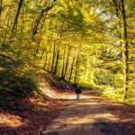 Person in Black Jacket Walking on Pathway Between Trees