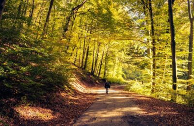 Person in Black Jacket Walking on Pathway Between Trees