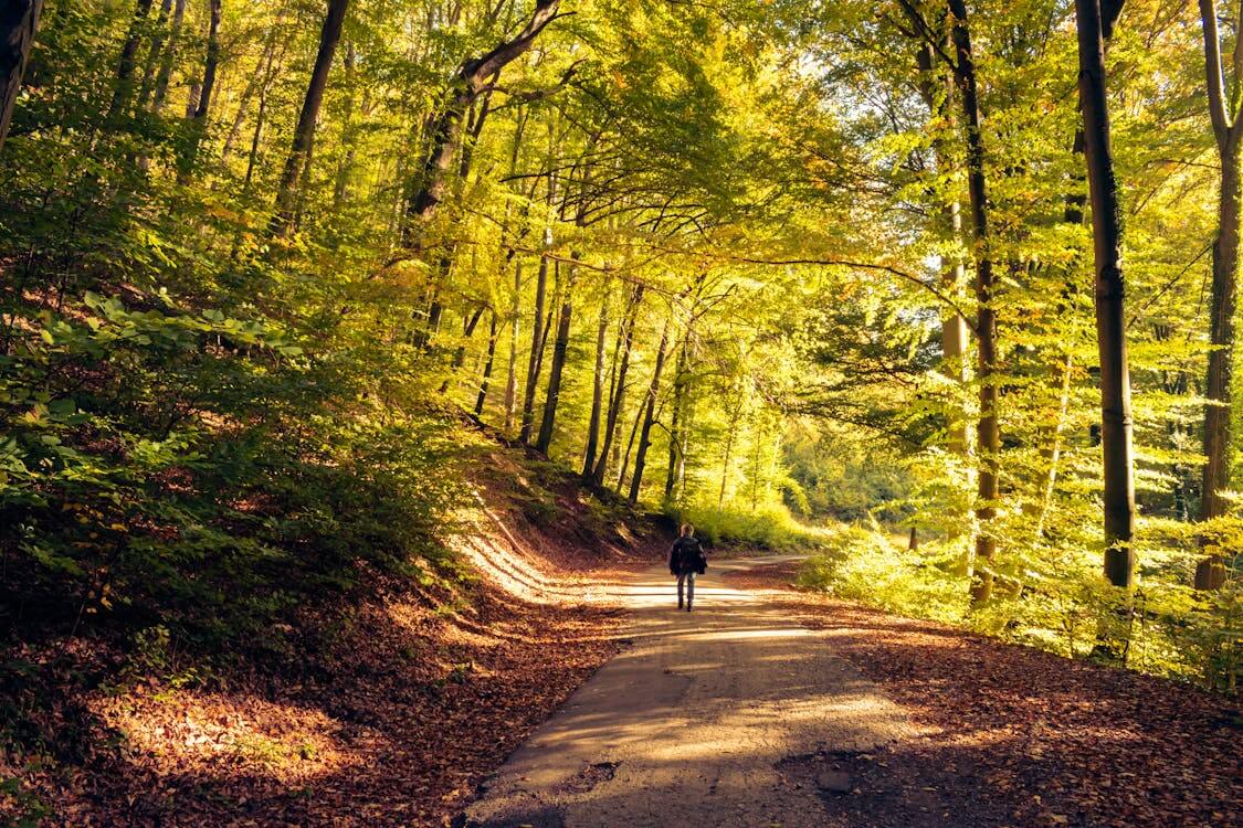 Person in Black Jacket Walking on Pathway Between Trees