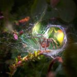 A spider is sitting in a web with a flower