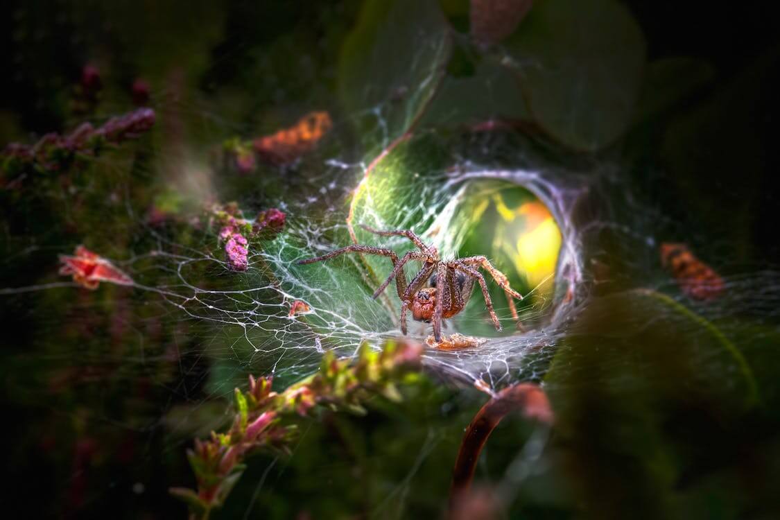 A spider is sitting in a web with a flower