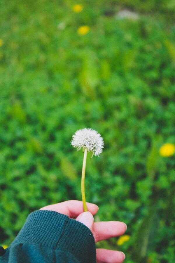 Life and Time Dandelion in Hand
