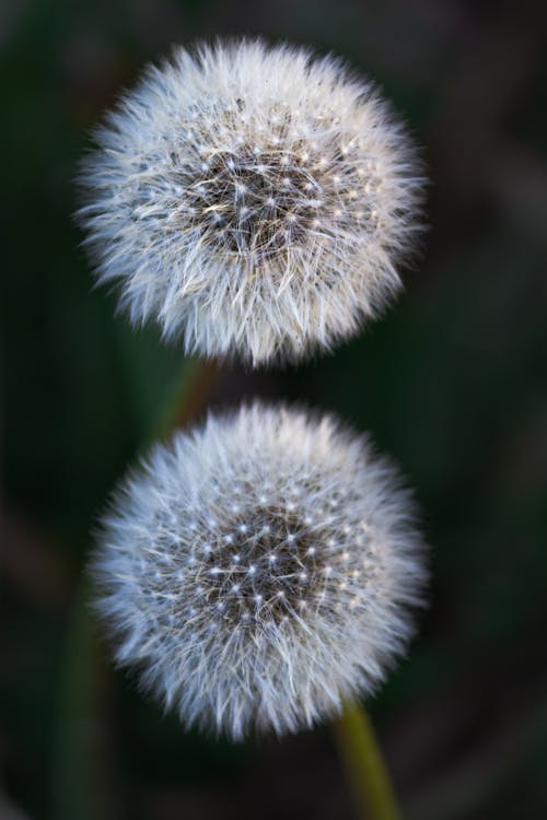 Life and Time: White Dandelion Flowers in Closeup Photography
