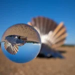 Sky and land reflection in a glass ball