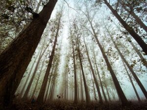 Low Angle Photo of Trees