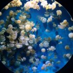 An Aquarium Full of Jellyfish More info Share More like this