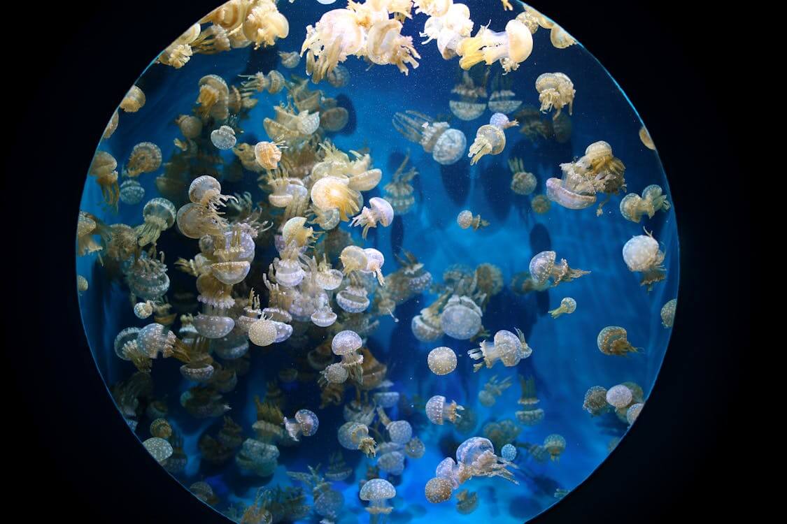 An Aquarium Full of Jellyfish More info Share More like this